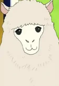 Alpaca